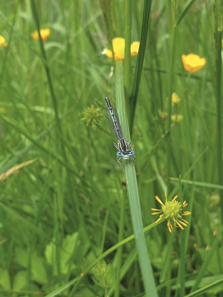 Биодиверзитет за здрава планета