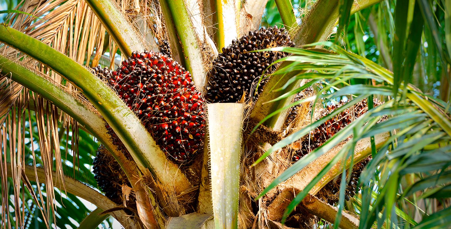 Зошто палминото масло и сличните влијаат врз нашата иднина